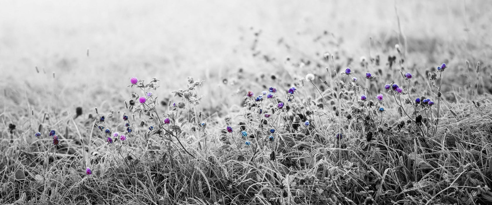 Distel Feld im Retro Look, Glasbild Panorama