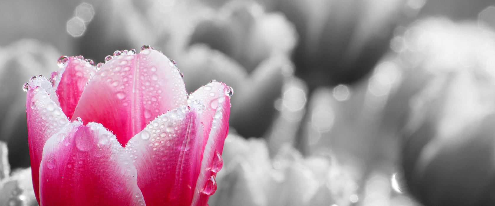 Tulpen im Morgentau, Glasbild Panorama