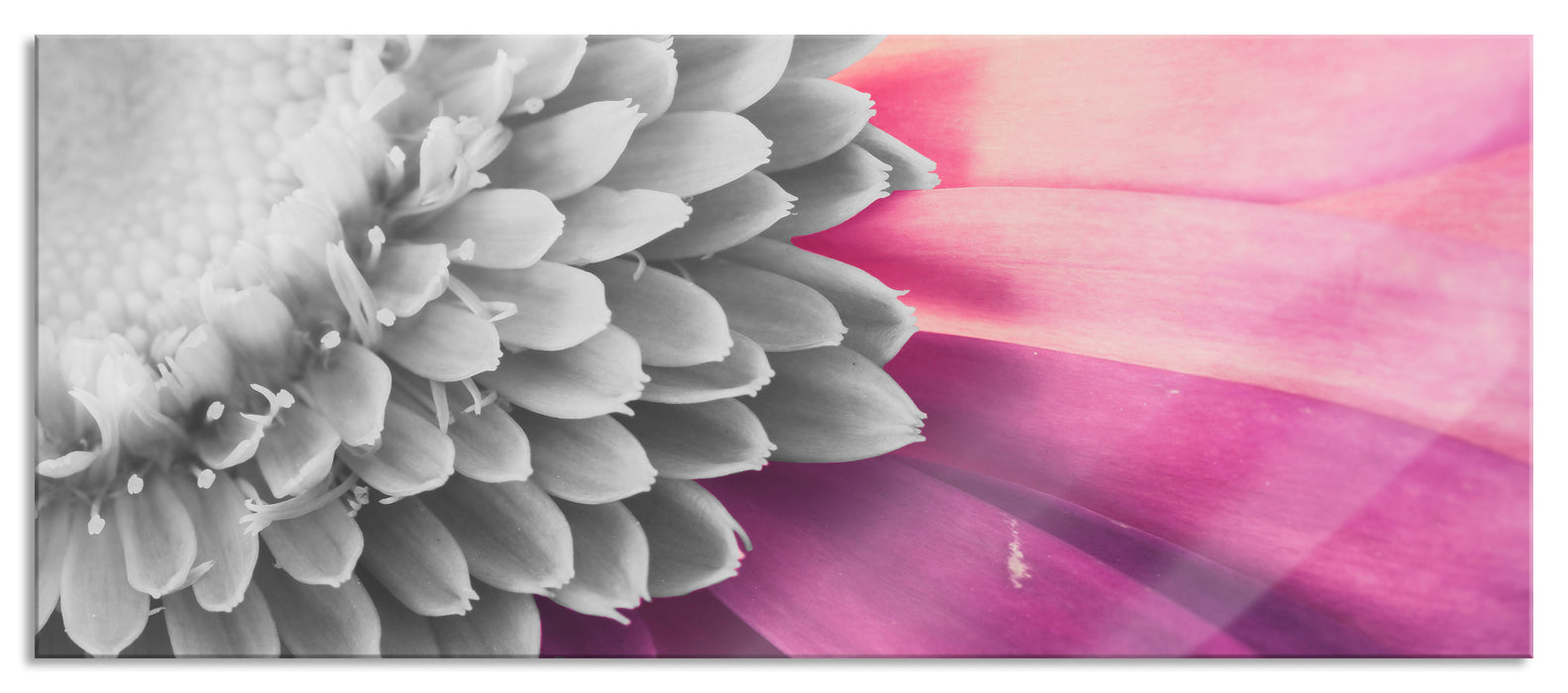 Pixxprint atemberaubende Gerbera Blüte, Glasbild Panorama