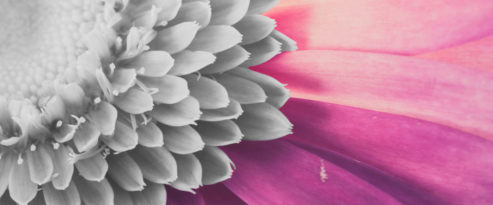 atemberaubende Gerbera Blüte, Glasbild Panorama