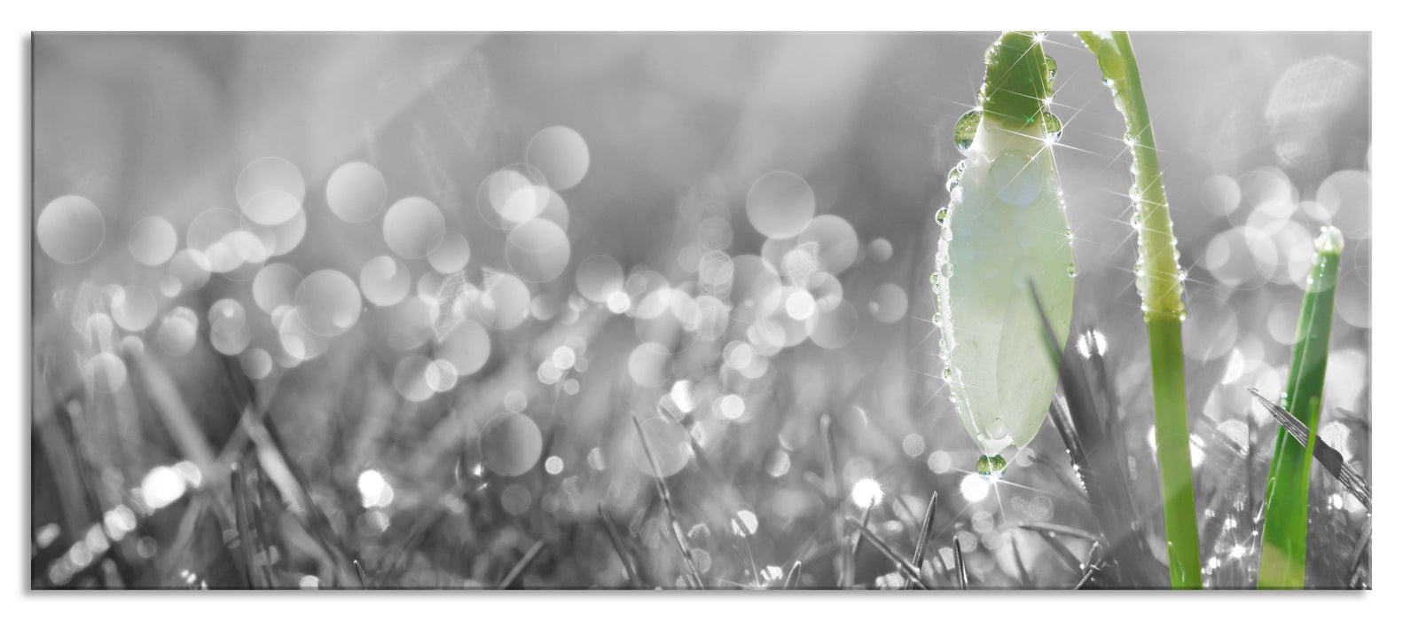 Pixxprint Schneeglöckchen im Morgentau, Glasbild Panorama