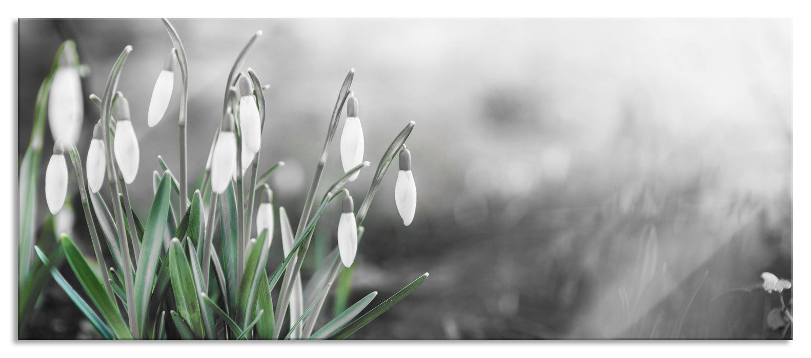 Pixxprint Frühlings Schneeglöckchen, Glasbild Panorama