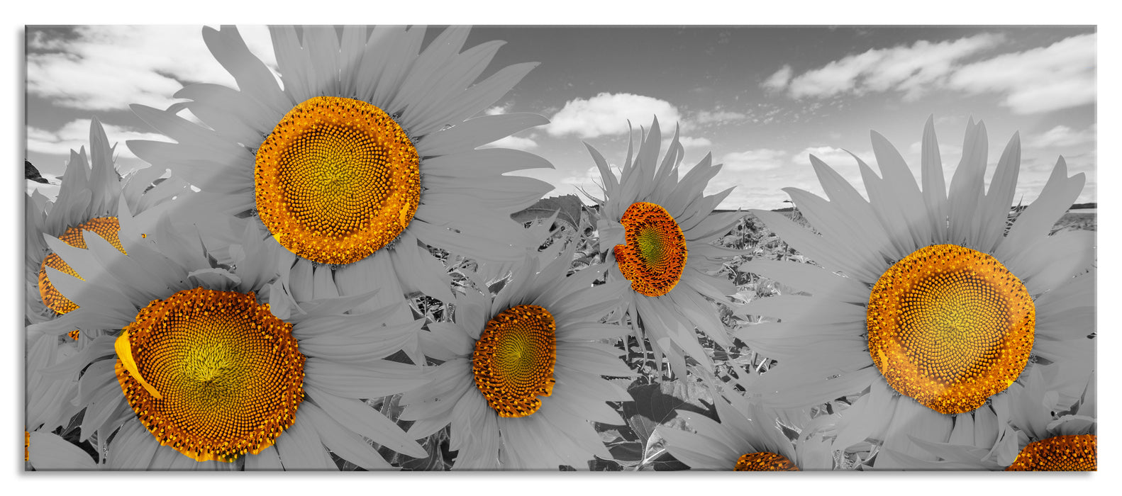 Pixxprint Tolles Sonnenblumenfeld, Glasbild Panorama