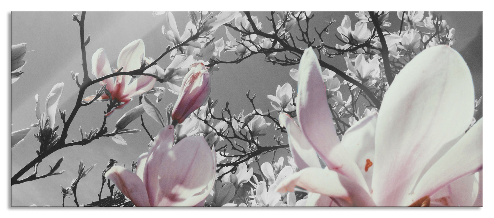 Pixxprint schöne Magnolie Blüten, Glasbild Panorama