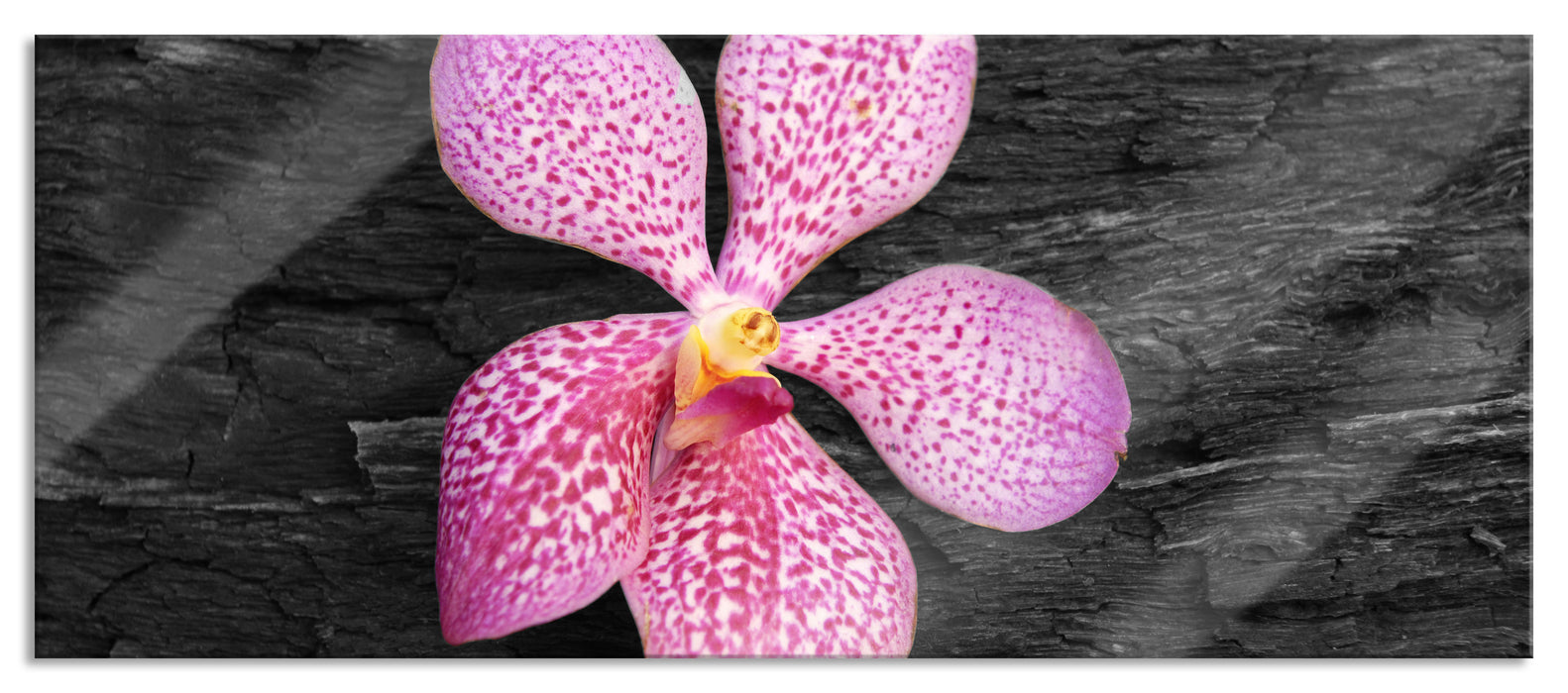 Pixxprint Orchideenblüte auf Rinde, Glasbild Panorama