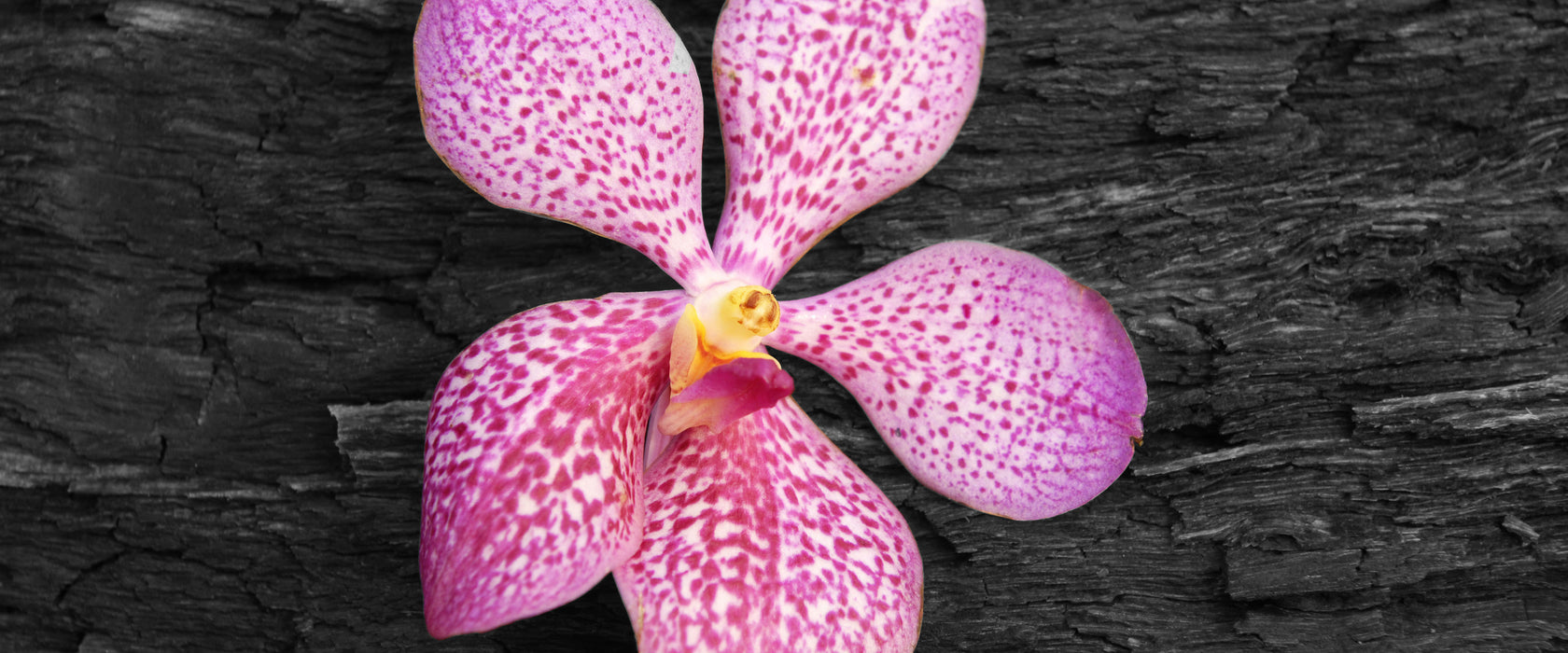 Orchideenblüte auf Rinde, Glasbild Panorama