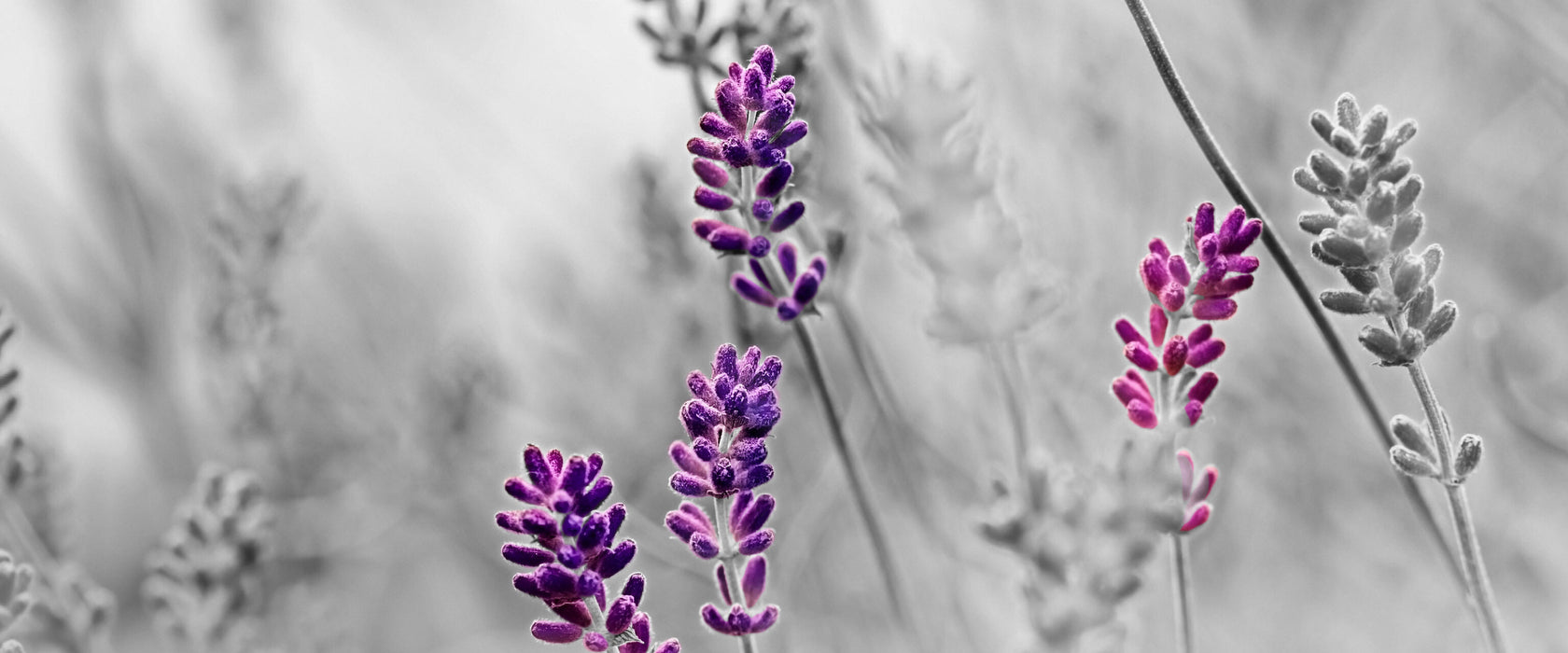 schöner Lavendel, Glasbild Panorama