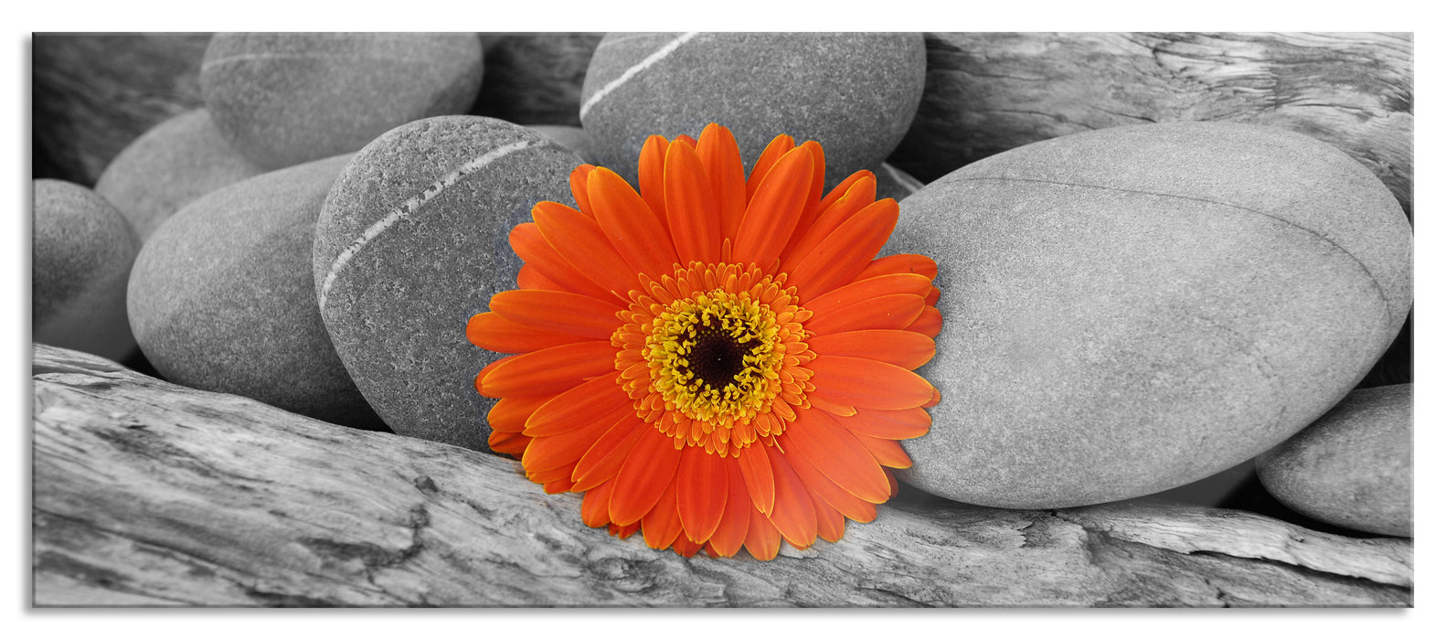 Pixxprint Gerbera zwischen Zen Steinen, Glasbild Panorama