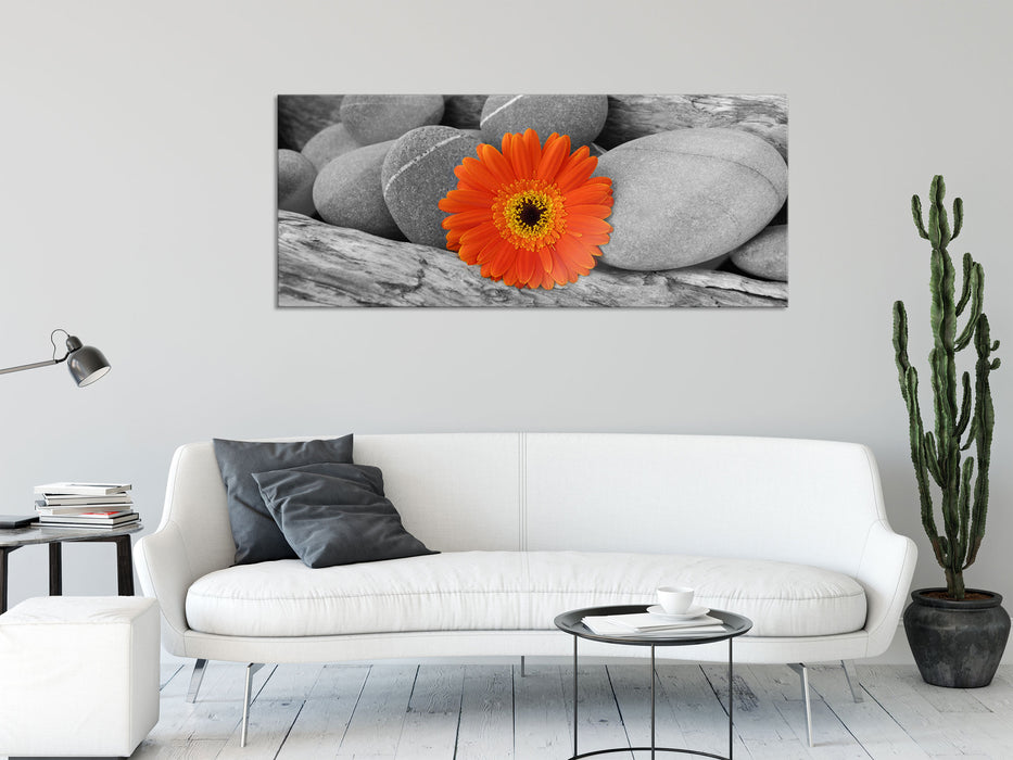 Gerbera zwischen Zen Steinen, Glasbild Panorama