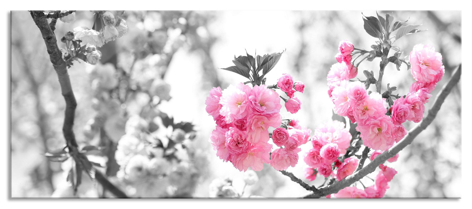 Pixxprint sehr schöne Kirschblüten, Glasbild Panorama