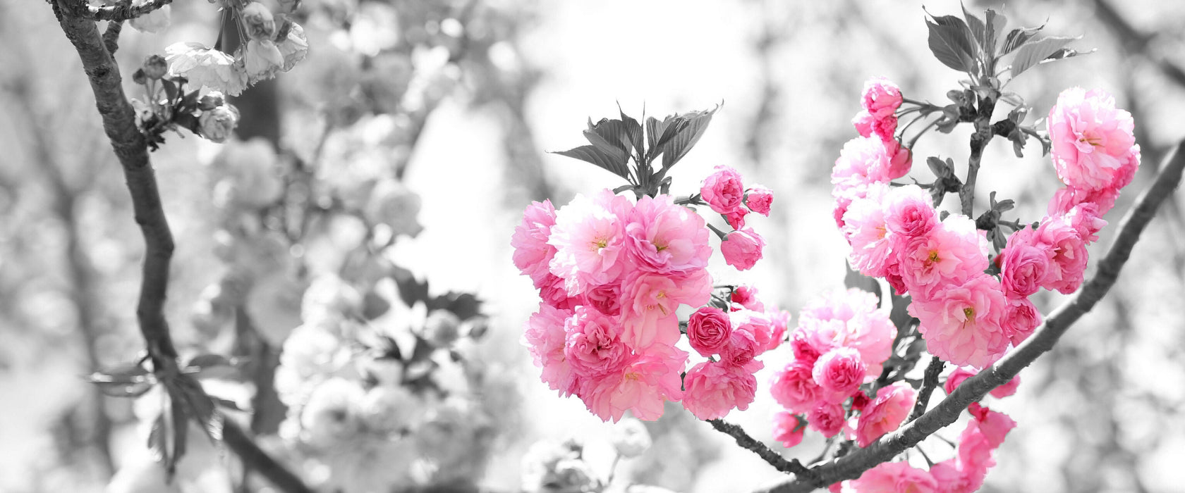 sehr schöne Kirschblüten, Glasbild Panorama