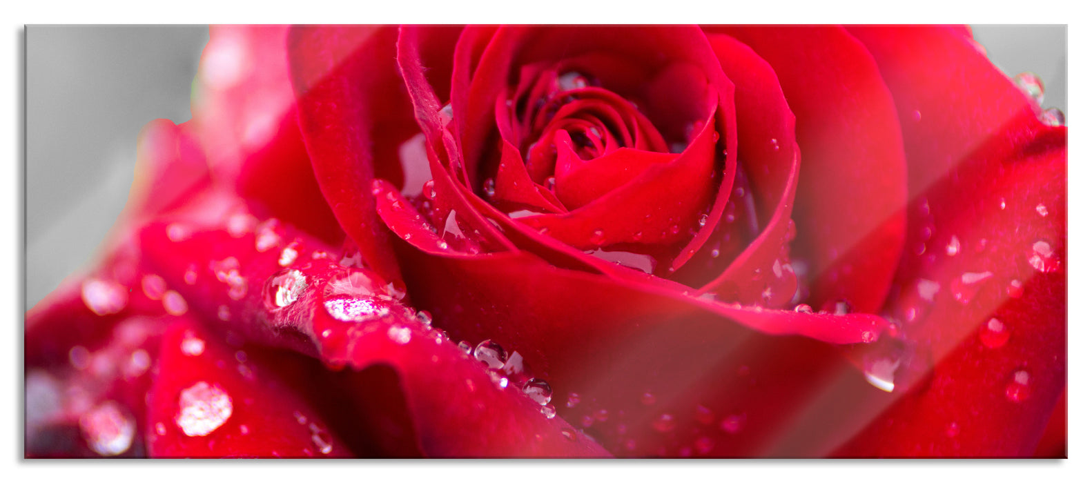 Pixxprint Rose mit Wassertropfen, Glasbild Panorama