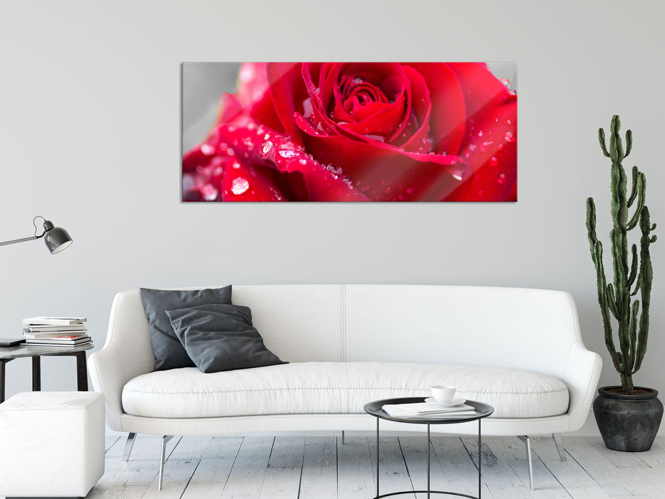 Rose mit Wassertropfen, Glasbild Panorama