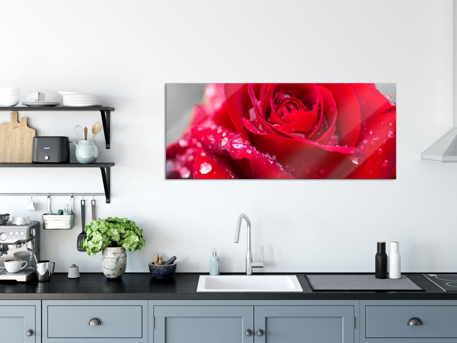 Rose mit Wassertropfen, Glasbild Panorama