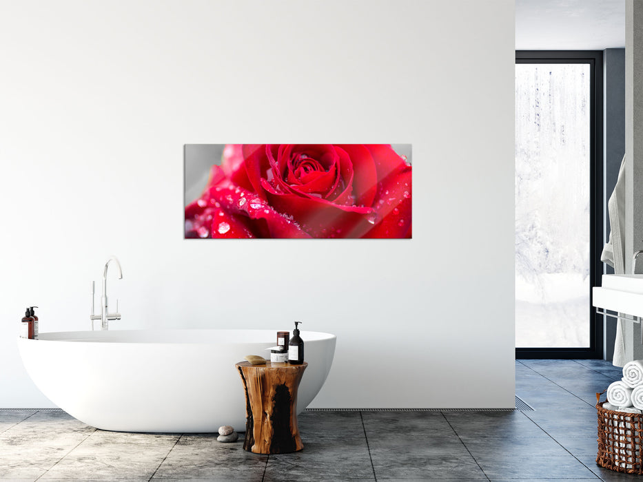 Rose mit Wassertropfen, Glasbild Panorama