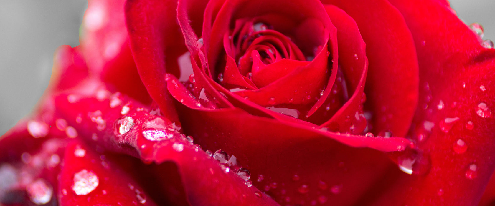 Rose mit Wassertropfen, Glasbild Panorama