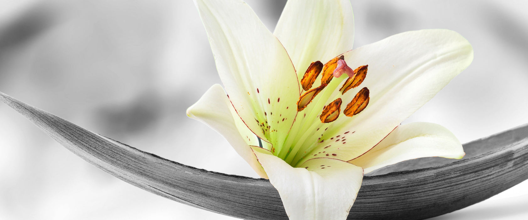 schöne Lilienblüte, Glasbild Panorama