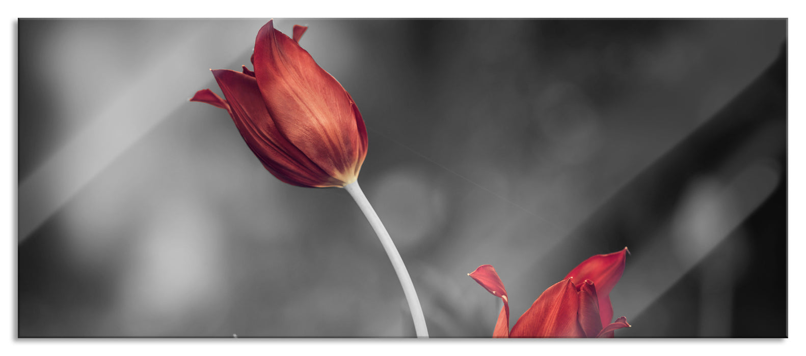 Pixxprint schöne Tulpen, Glasbild Panorama