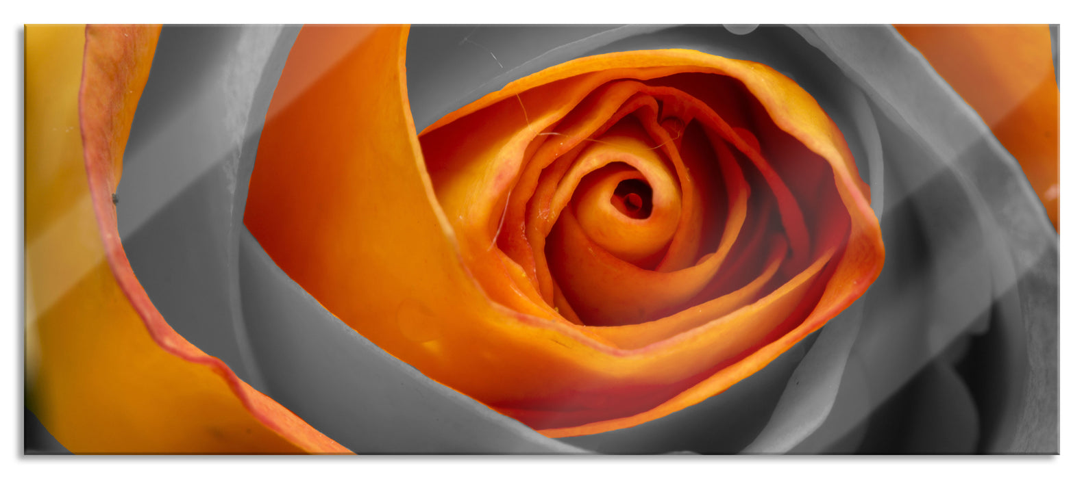 Pixxprint wunderschöne geschlossene Rose, Glasbild Panorama