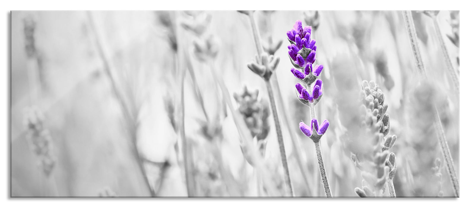 Pixxprint wundervoller Lavendel, Glasbild Panorama