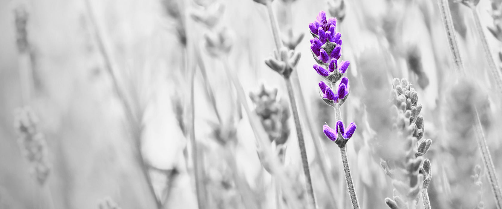 wundervoller Lavendel, Glasbild Panorama