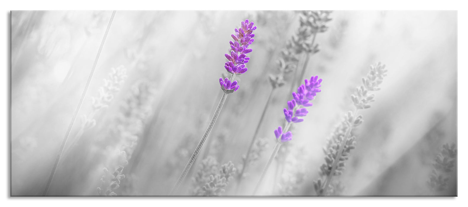 Pixxprint wunderschöner Lavendel, Glasbild Panorama