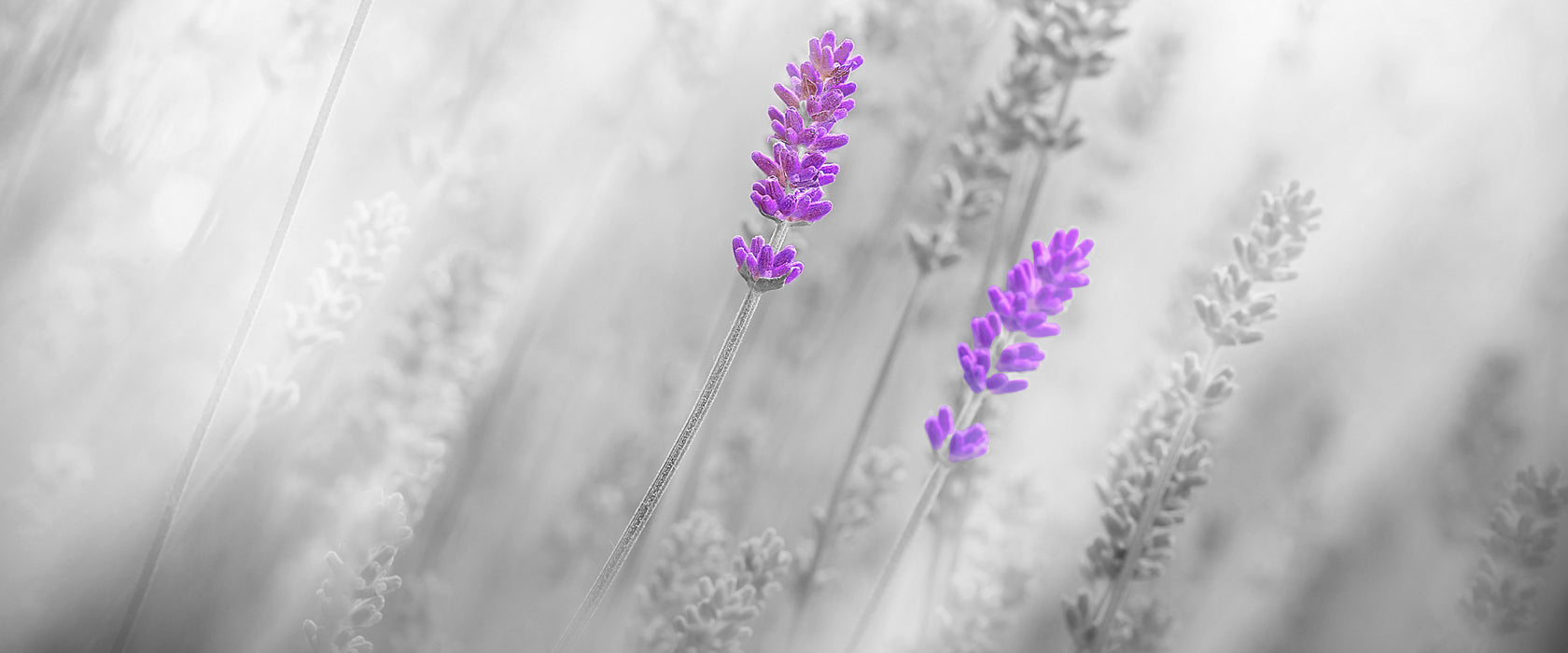 wunderschöner Lavendel, Glasbild Panorama