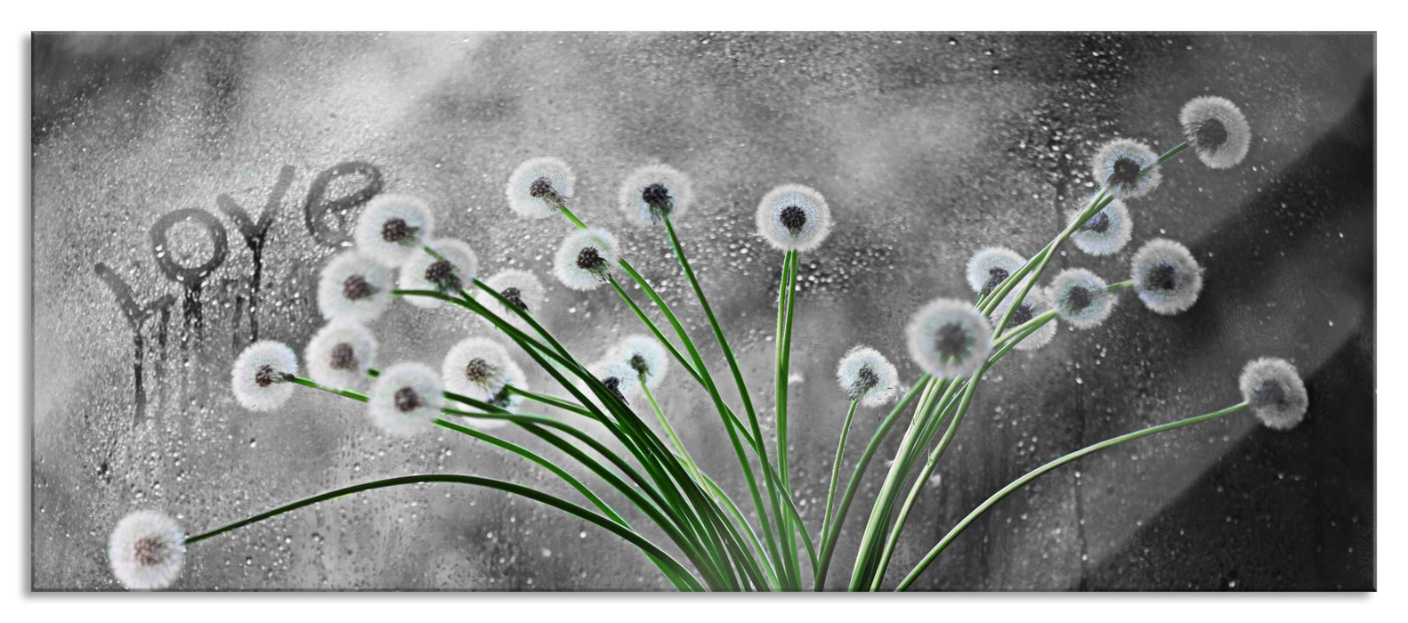 Pixxprint Pusteblumen bei Regen, Glasbild Panorama