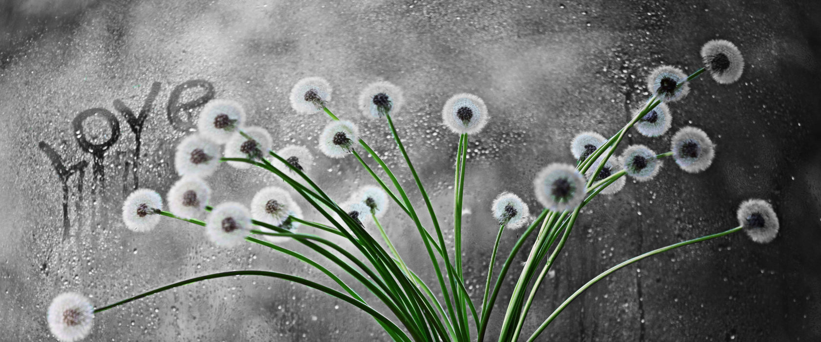 Pusteblumen bei Regen, Glasbild Panorama