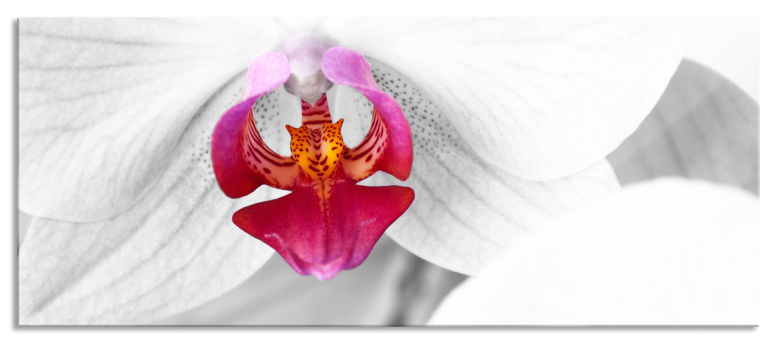 Pixxprint anmutige Orchideen Blüte, Glasbild Panorama