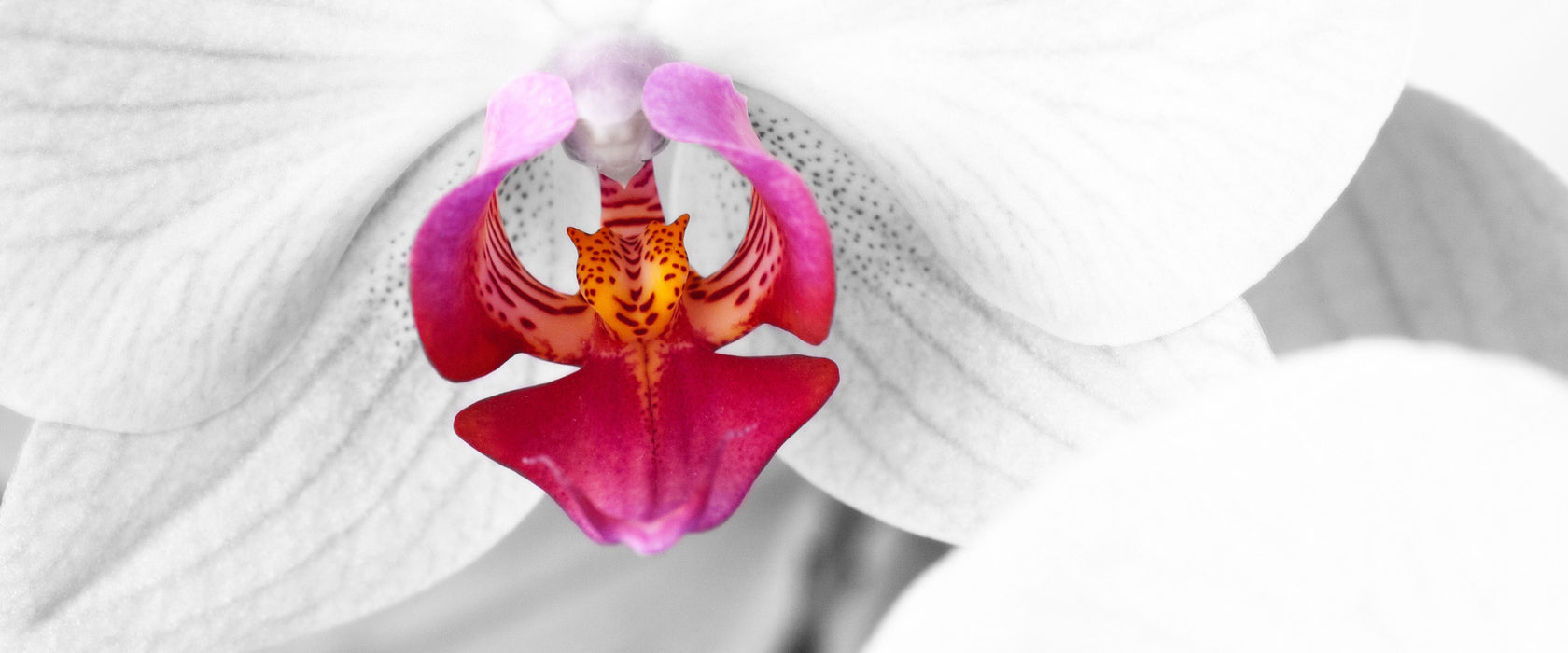 anmutige Orchideen Blüte, Glasbild Panorama