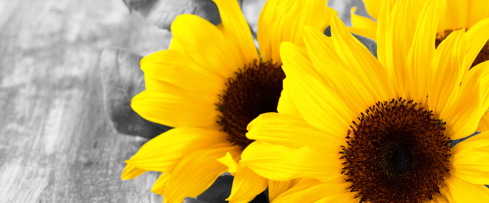 schöne Sonnenblumen auf Holztisch, Glasbild Panorama