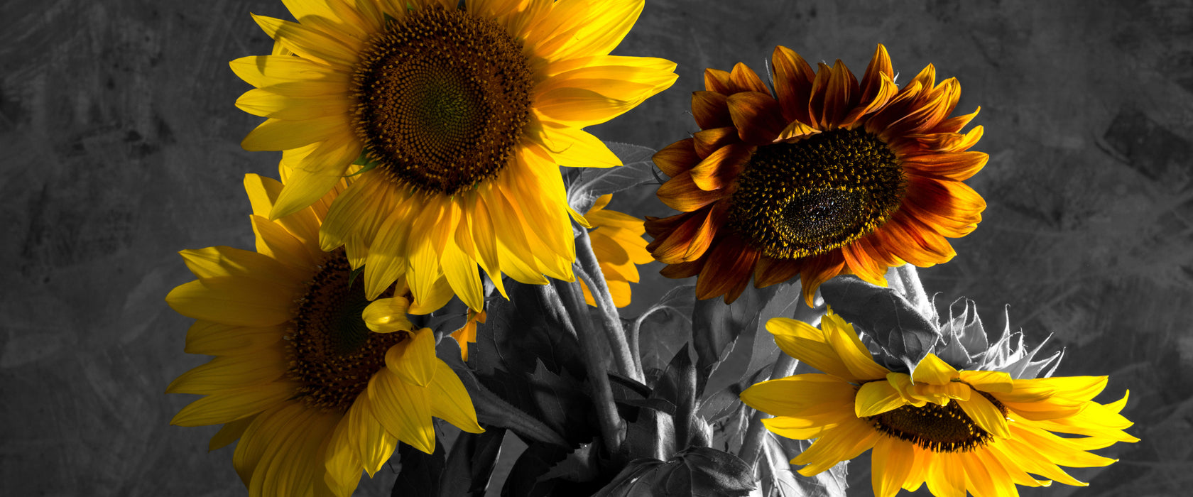 schöne Sonnenblume in Vase, Glasbild Panorama