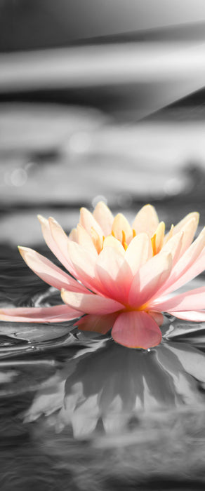 Seerose Wasseroberfläche, Glasbild Panorama