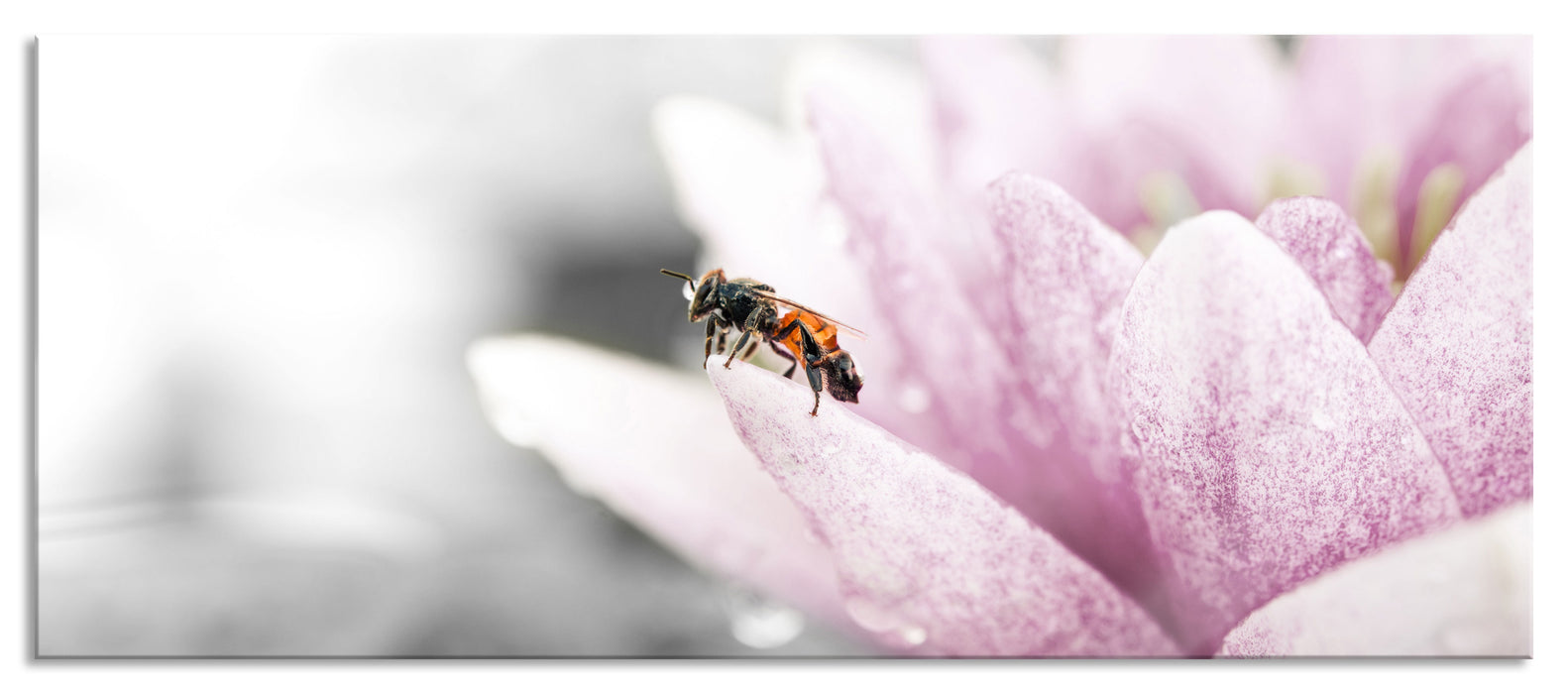 Pixxprint süße Biene auf Seerosenblüte, Glasbild Panorama