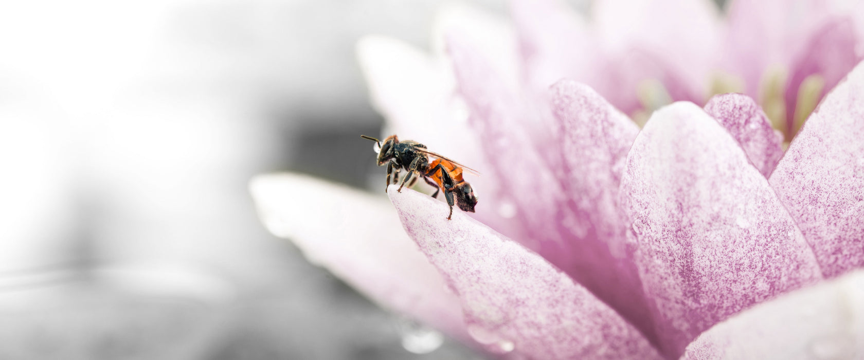 süße Biene auf Seerosenblüte, Glasbild Panorama