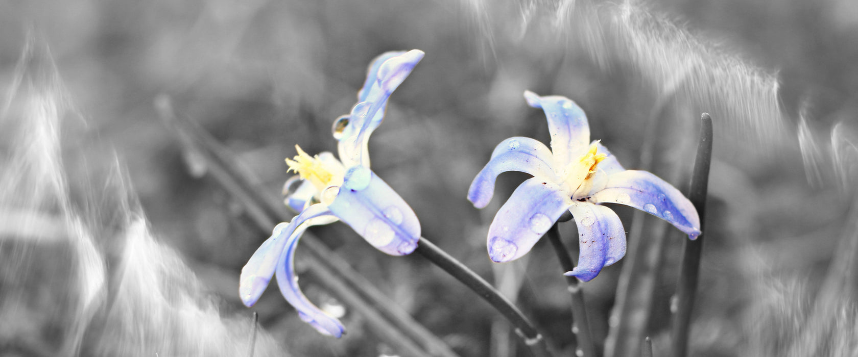 schöne kleine Waldblume, Glasbild Panorama