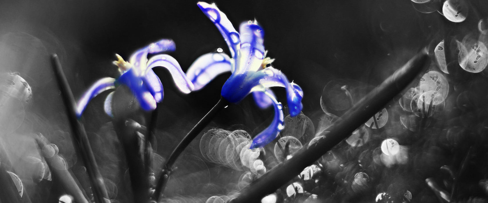 Wiesenblumen Morgen, Glasbild Panorama