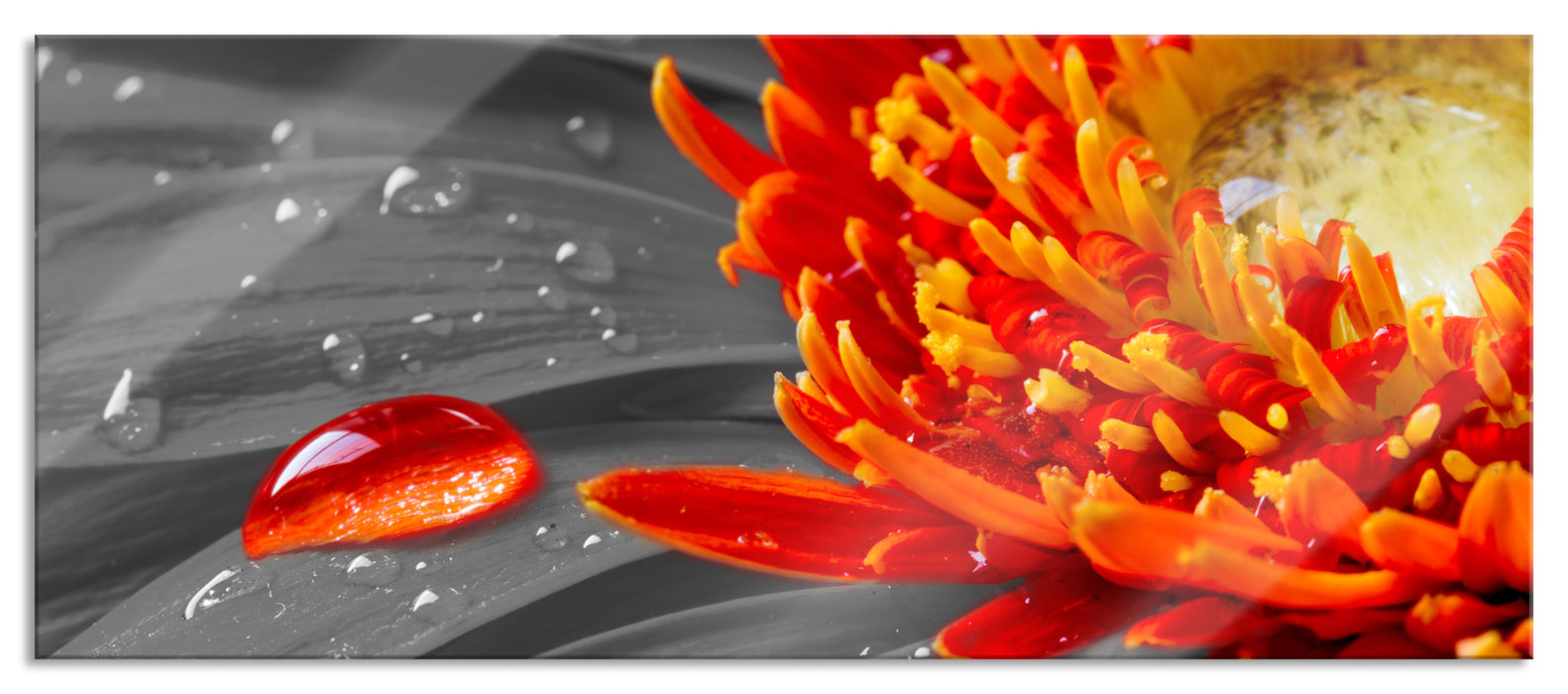 Pixxprint Wassertropfen auf Gerbera, Glasbild Panorama