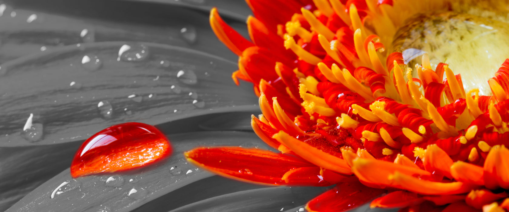 Wassertropfen auf Gerbera, Glasbild Panorama