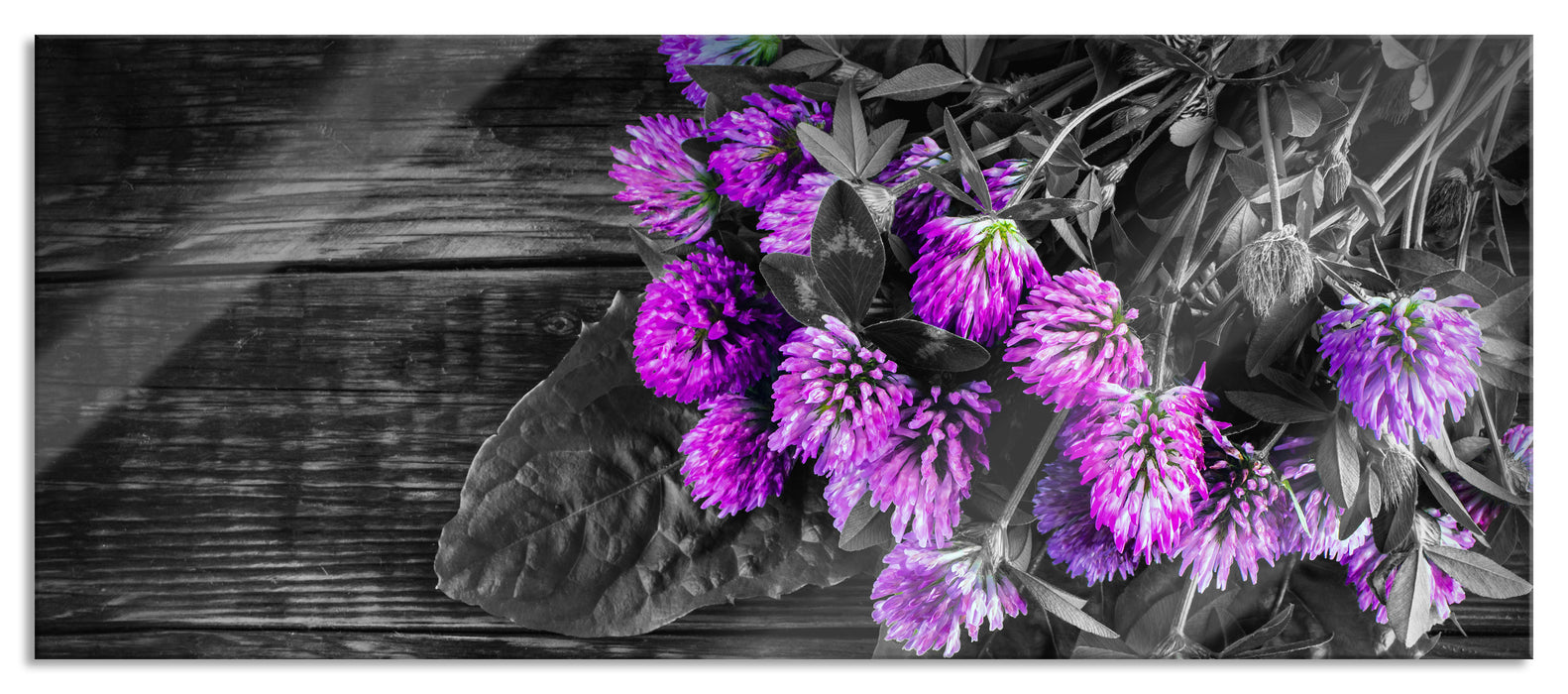 Pixxprint schöne Kleeblüten auf Holztisch, Glasbild Panorama