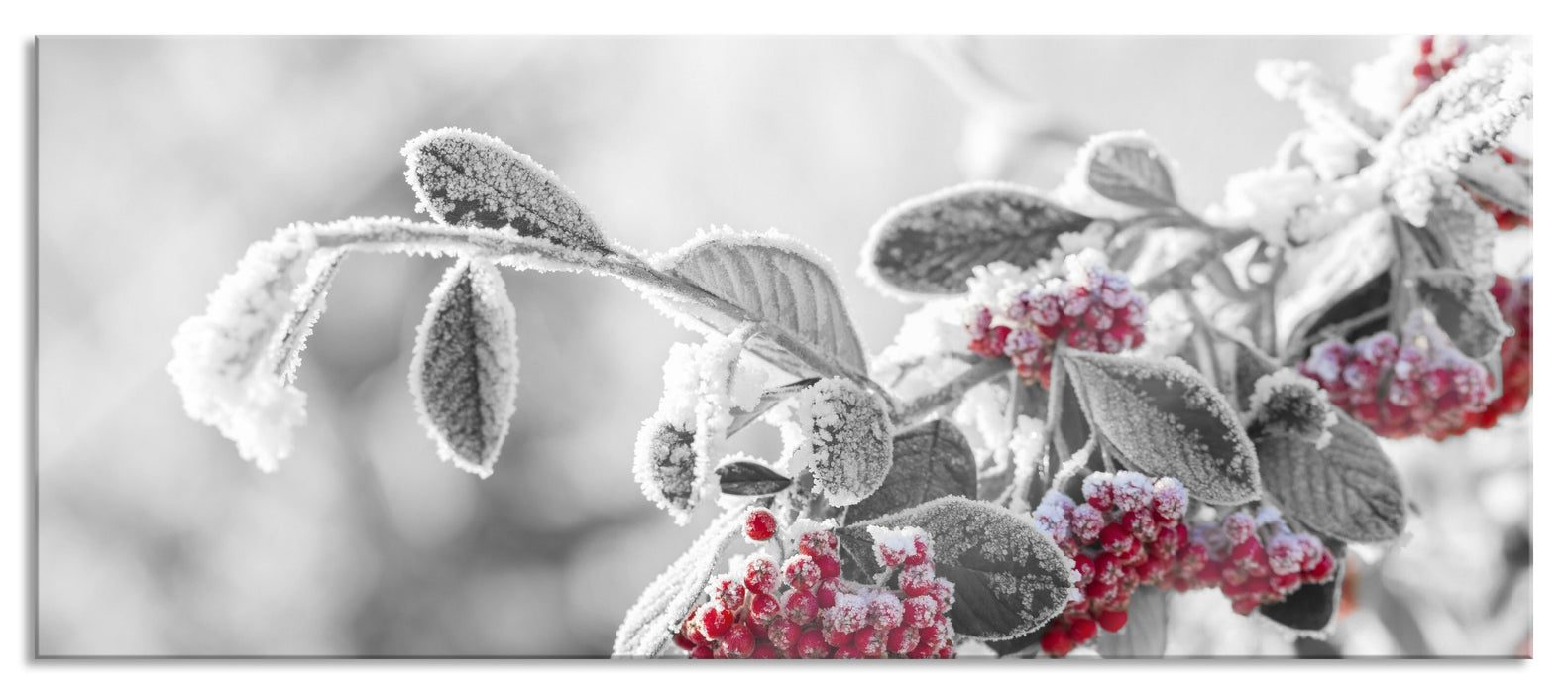 Pixxprint Vogelbeeren im frostigen Winter, Glasbild Panorama