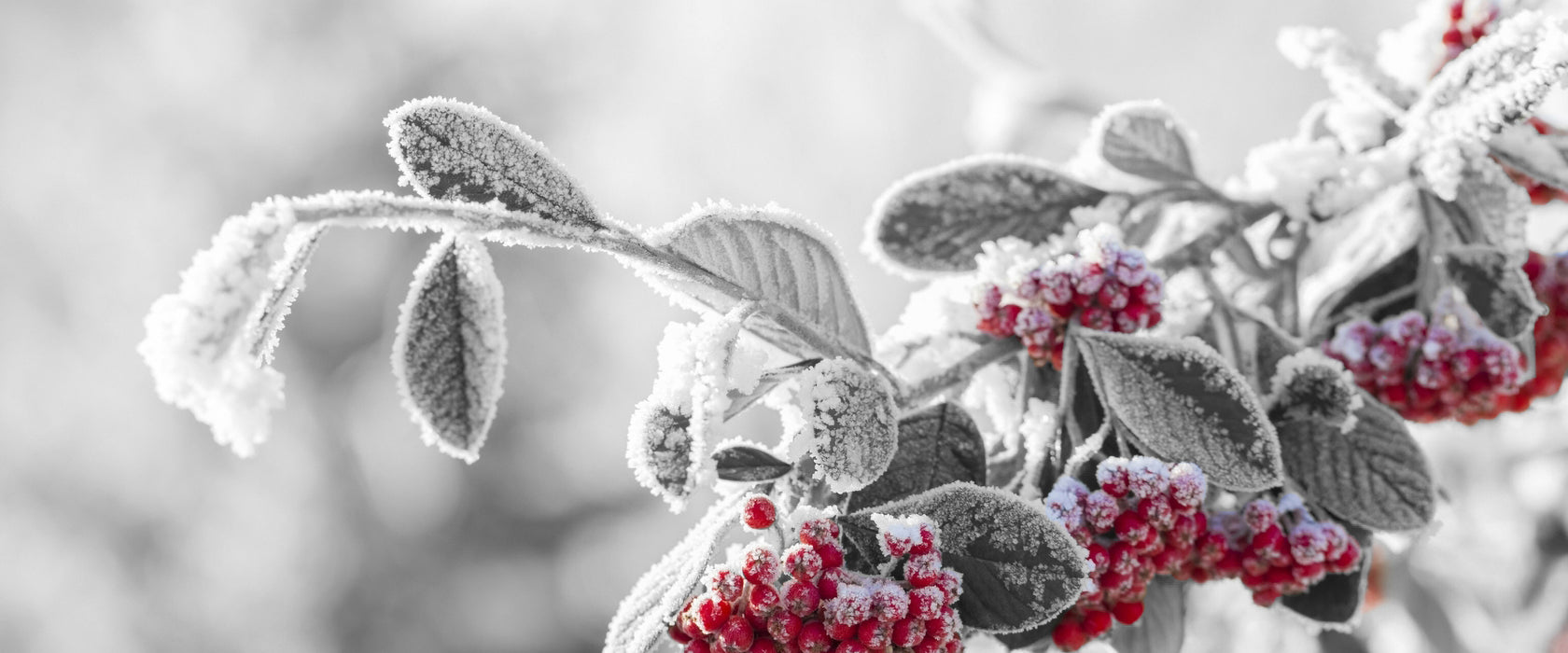 Vogelbeeren im frostigen Winter, Glasbild Panorama