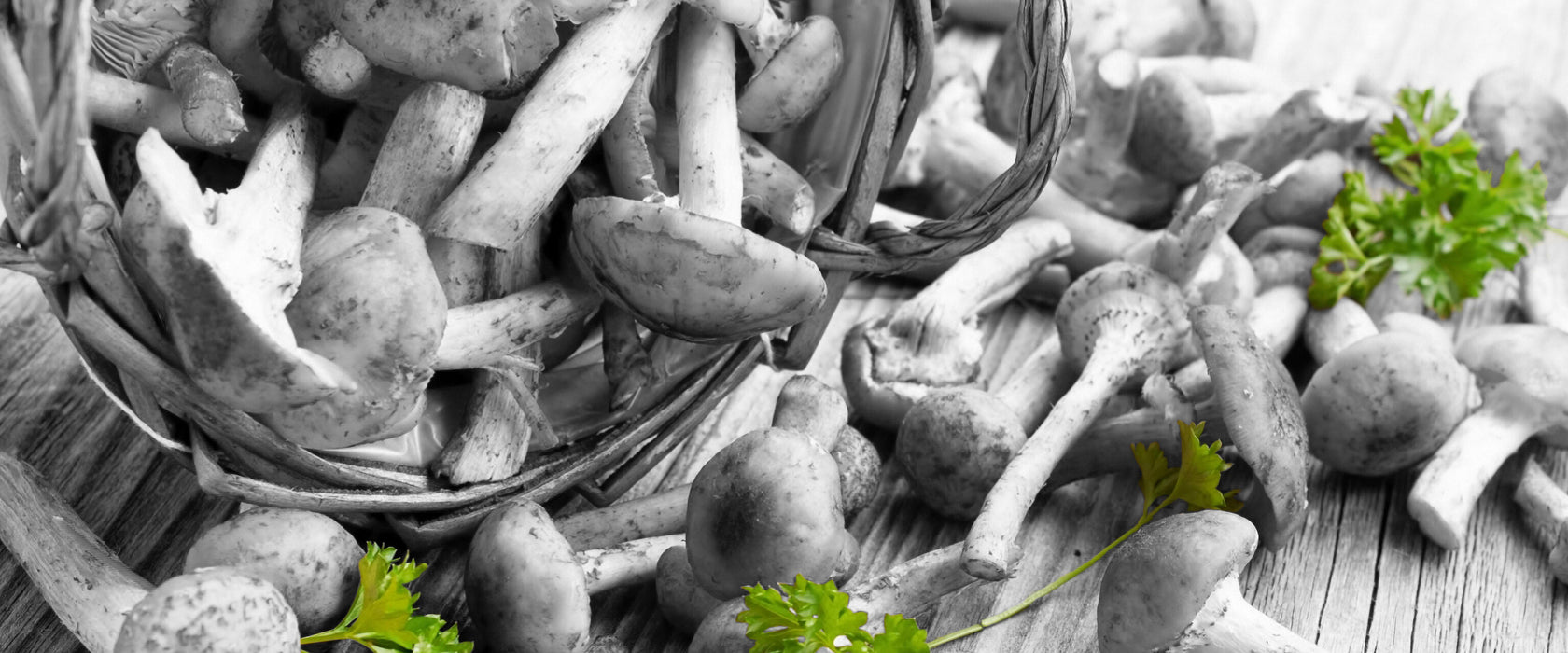 Pilzsammlung im Körbchen, Glasbild Panorama