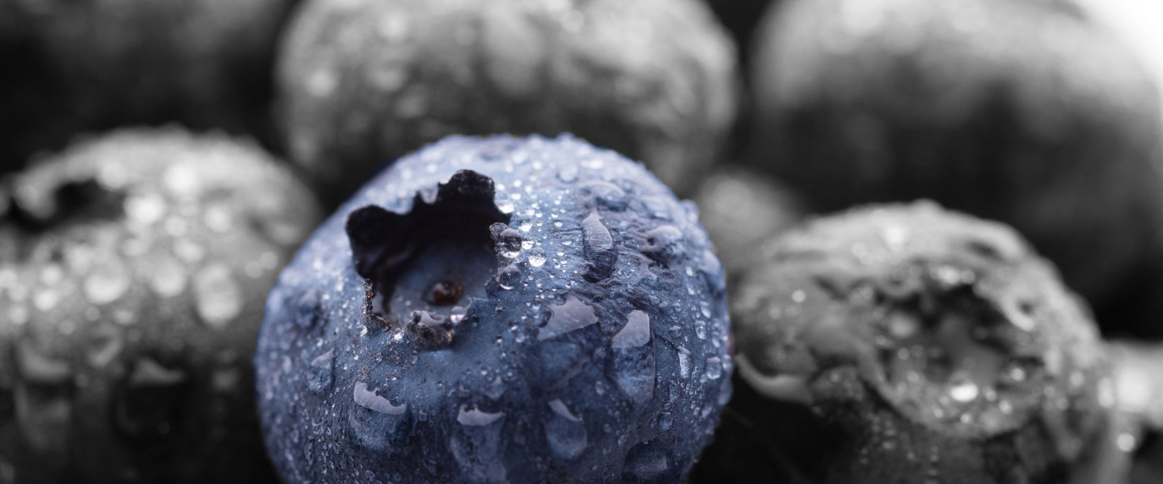 Heidelbeeren mit Tropfen, Glasbild Panorama