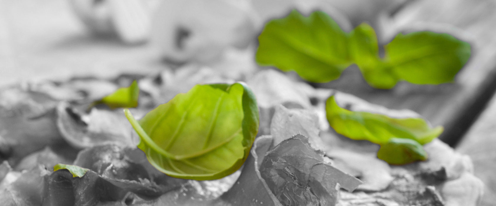 Pizza mit Schinken und Pilzen, Glasbild Panorama