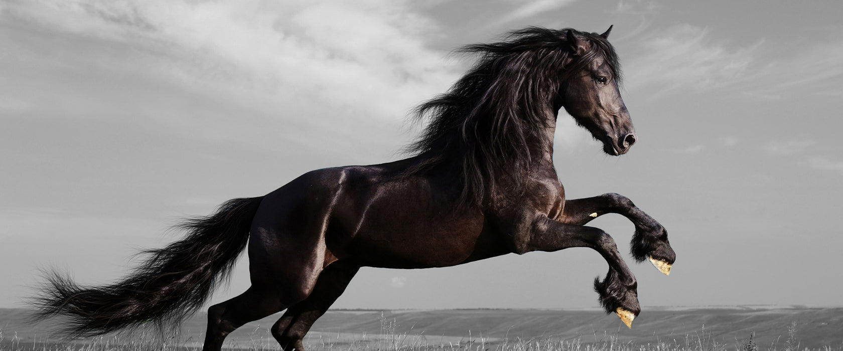 anmutiger Hengst auf Wiese, Glasbild Panorama