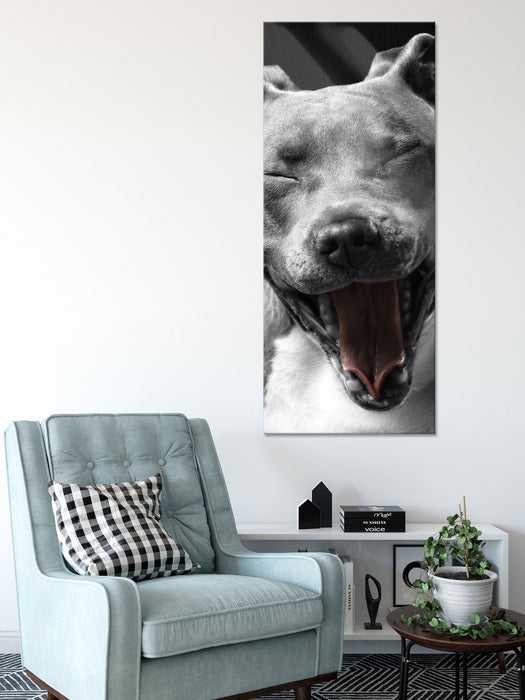 Lachender Pitbull, Glasbild Panorama