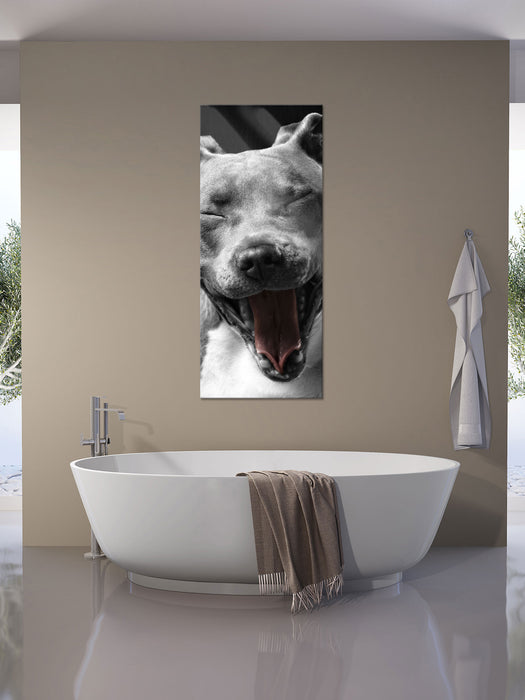 Lachender Pitbull, Glasbild Panorama