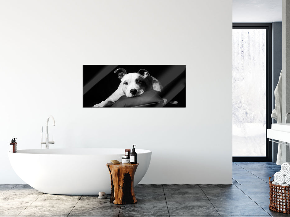 American Staffordshire auf Kissen, Glasbild Panorama